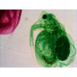 Preparacions microscòpiques QGR-011-24. Biologia bàsica