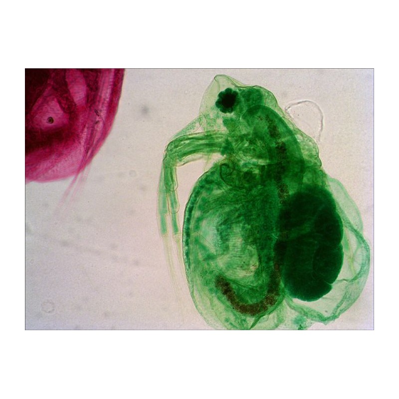 Preparacions microscòpiques QGR-011-24. Biologia bàsica