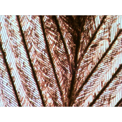 Preparacions microscòpiques N80-NG. Joc complet "See it all" 80 preparaciones