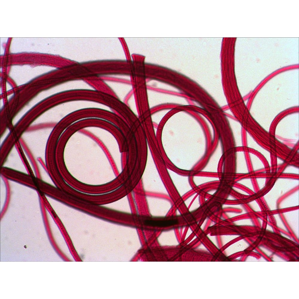Preparacions microscòpiques QGR-011-24. Biologia bàsica