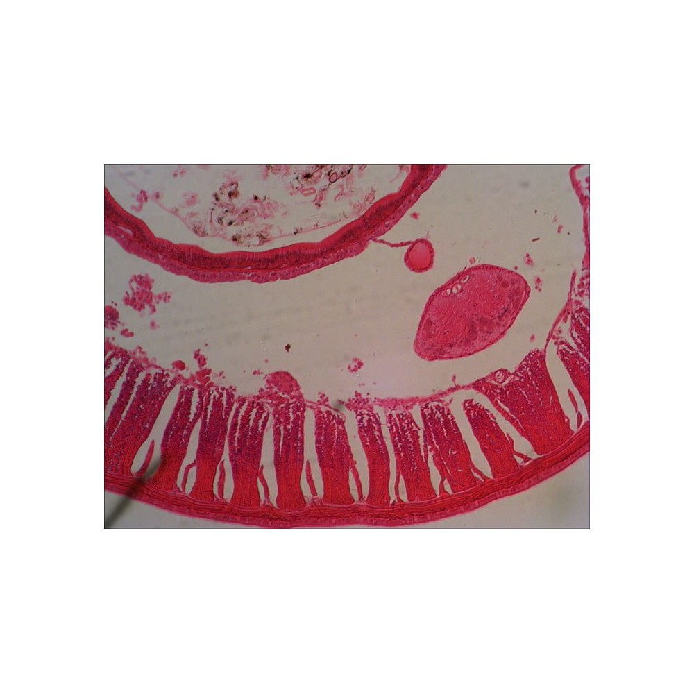 Preparacions microscòpiques QGR-011-24. Biologia bàsica
