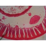 Preparacions microscòpiques QGR-011-24. Biologia bàsica