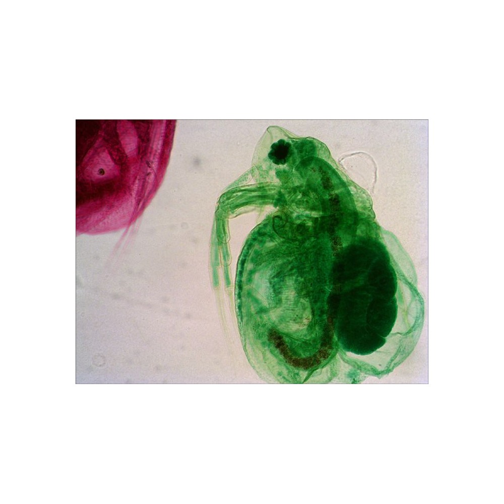 Preparacions microscòpiques N80-NG. Joc complet "See it all" 80 preparaciones