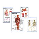 Anatomy murals