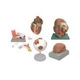 Educational models and murals